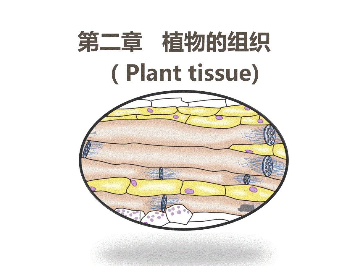 无机盐管胞-蕨类,大多裸子植物导管-大多被子植物筛管伴胞筛胞-蕨类